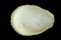 藏品(環紋狐蛤)的圖片